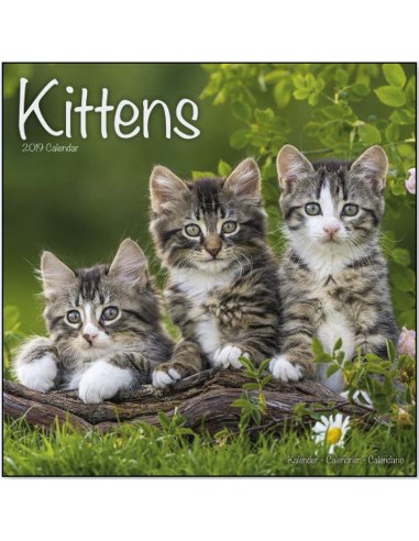 Calendari con gatti - Record