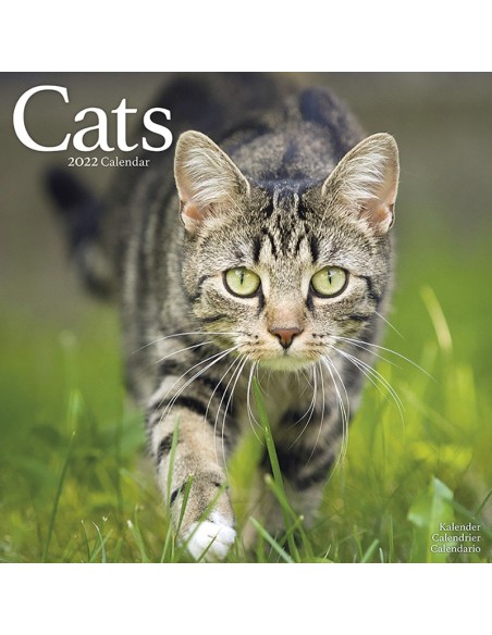 Calendars with cats - Record