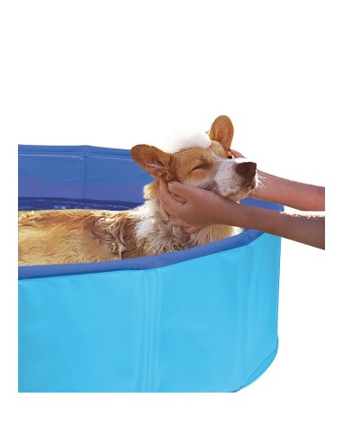 Dogs pool - Record