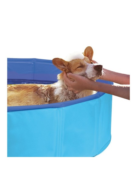 Dogs pool - Record