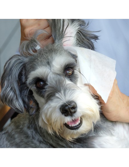 Salviette igienizzanti cani e gatti 80 pz. - Record