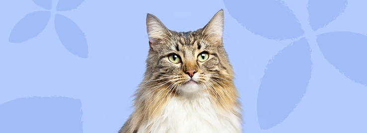 cat-gatto-banner-mobile-1