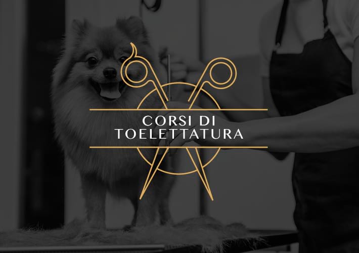 corsi toelettatura record