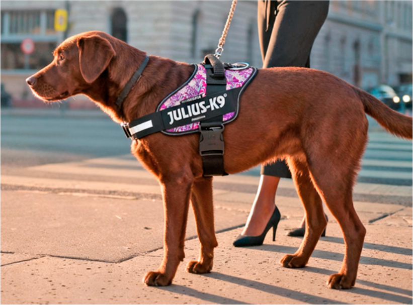 Pettorine Julius-K9